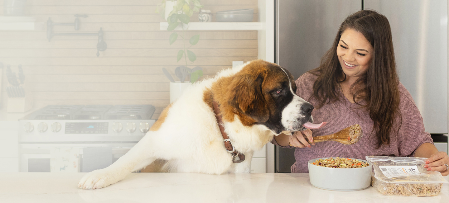 A St Bernard sticking its tongue out trying to lick the spoon while the pet parent dishes just food for dogs turkey and whole wheat macaroni recipe into a bowl